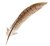 Ringneck Pheasant Tail Natural 6-8 inch (10 piece)