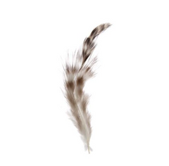 Chanchilla Feather