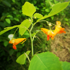 Silas - Jewelweed Salve | Skin-Soothing for Poison Ivy, Bug Bites & Itch Relief