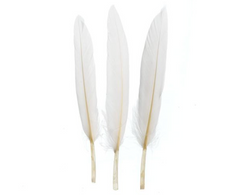 Small Duck Wing Feathers 3-4 inch (24 piece)
