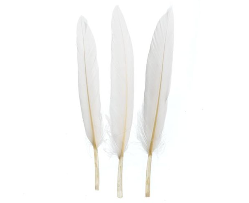 Small Duck Wing Feathers 3-4 inch (24 piece)